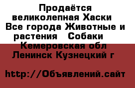 Продаётся великолепная Хаски - Все города Животные и растения » Собаки   . Кемеровская обл.,Ленинск-Кузнецкий г.